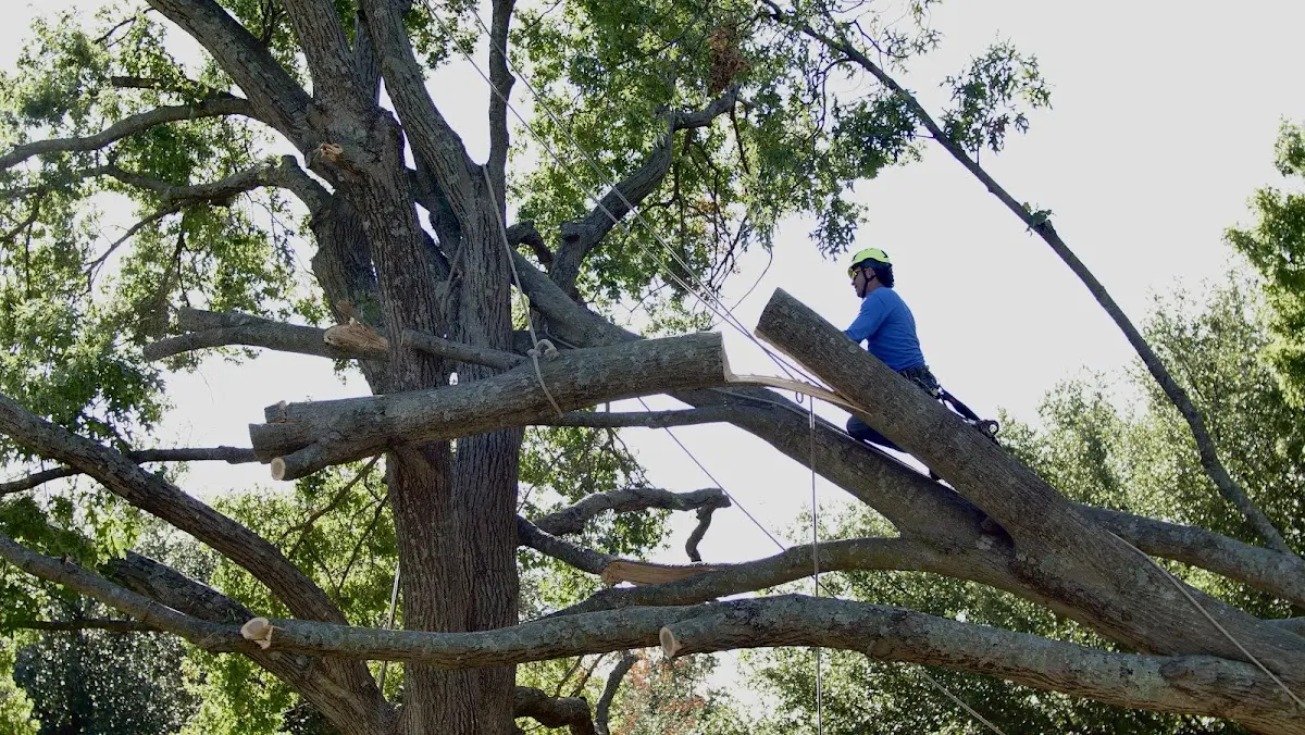 Professional Crown Thinning performed by certified arborists in Rock Island